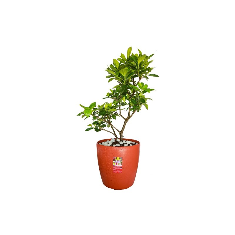 Chậu nhựa tròn cao cấp cỡ nhỏ