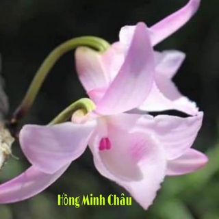 Chậu hoa lan phi điệp hồng minh châu cây giống cấy mô siêu đẹp cam kết chất lượng