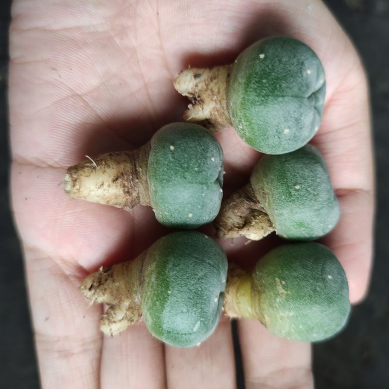 Xương rồng Nàng Gạo - Lophophora Williamsii và Difusa- Hàng hạt rễ củ - Hoa hồng phớt