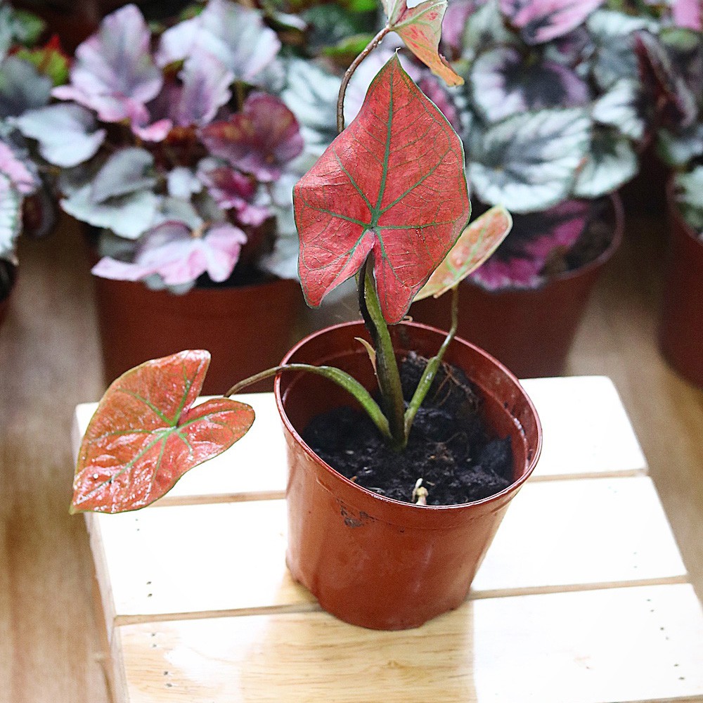 Chậu cây Caladium Danasty - Môn Đỏ Gân Xanh