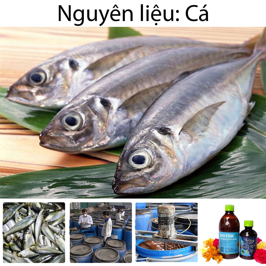 Phân bón đạm cá hữu cơ vi sinh Rosava cho hoa hồng, cây cảnh, lan, sen đá, hoa giấy