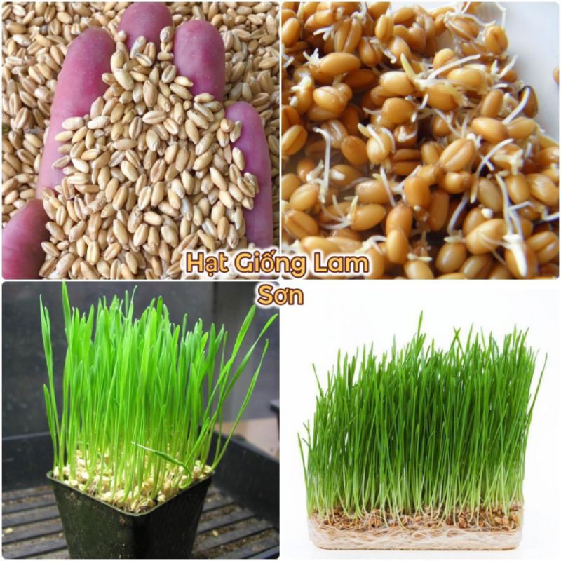 100GR - HẠT GIỐNG CỎ LÚA MÌ ( LÚA MẠCH ) - CỎ MÈO.