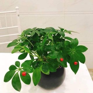 Cây ngũ gia bì TẶNG CHẬU VÀ ICON