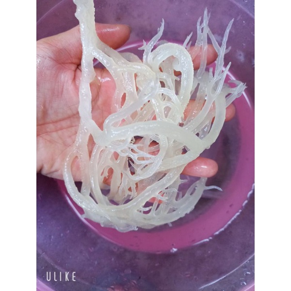 Rong Sụn Khô