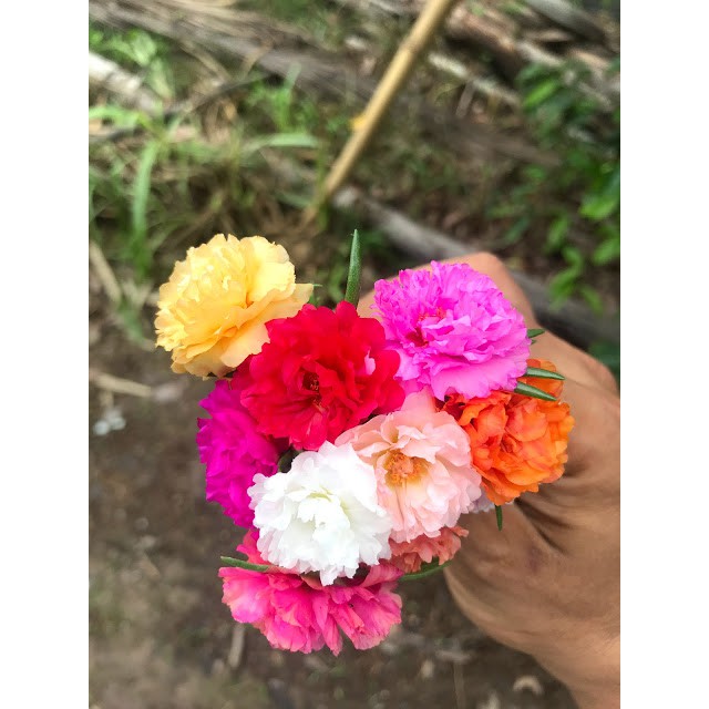 40 nhánh hoa 10 giờ mười màu