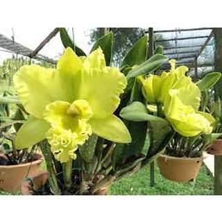 [Rẻ vô địch] Lan Cattleya Giống 10 màu
