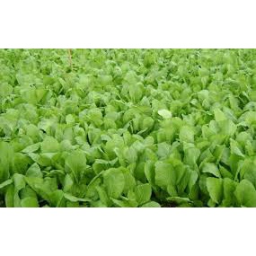 Gói 20 Gram hạt giống rau cải canh ăn non