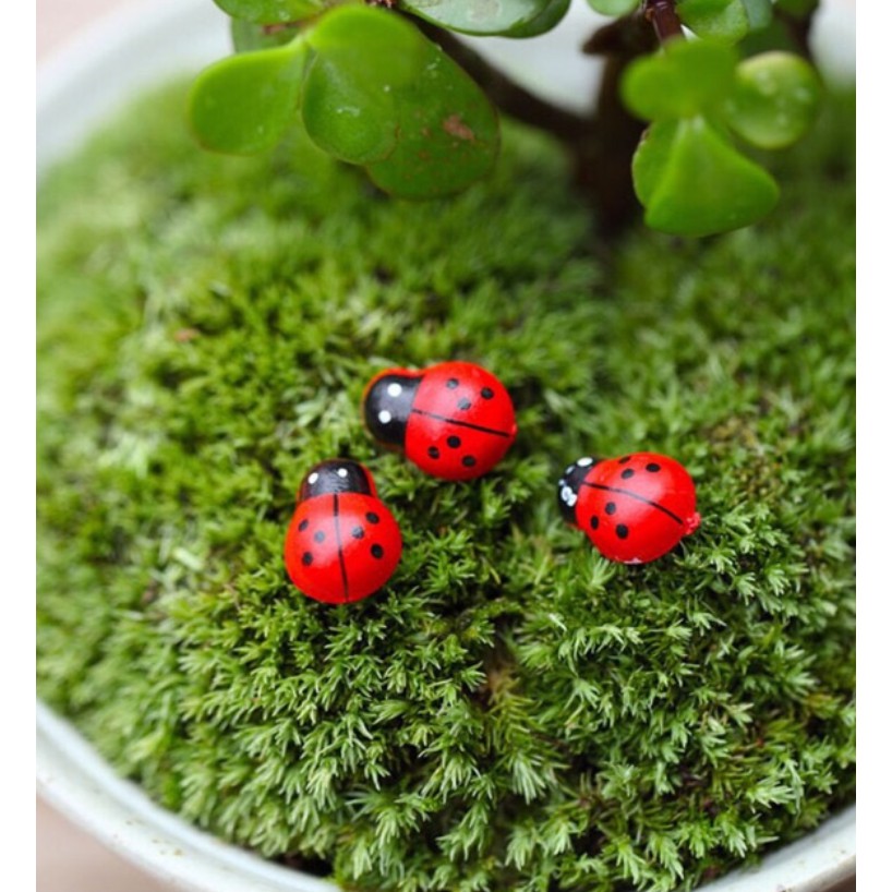 ❤❤Bọ Rùa Gỗ Dễ Thương❤❤ Phụ Kiện Trang Trí Tiểu Cảnh Sen Đá, Terrarium, Decord Mô Hình