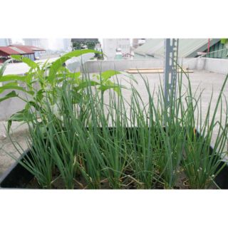 Hạt giống Hành lá Hành Hoa Cao Sản Hạt Giống Mới Chính Hãng 1G - HÀNG CÔNG TY