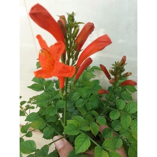 Cây hoa rạng đông/ cây chùm ớt
