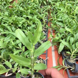 Phi điệp trắng Cây giống