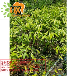 combo 5 cây trầm hương ( cây giống )