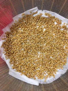 1KG - HẠT GIỐNG CỎ LÚA MÌ( LÚA MẠCH) - CỎ MÈO