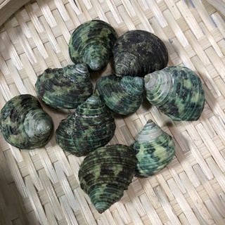 Vỏ ốc mặt trăng xanh, vỏ ốc mượn hồn