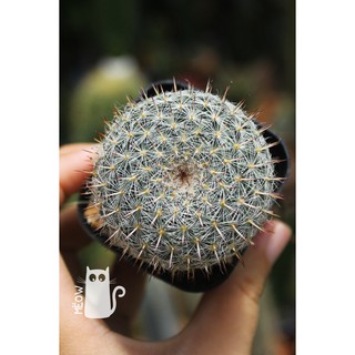 Xương rồng bánh sinh nhật nhỏ