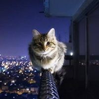 meodenmayman