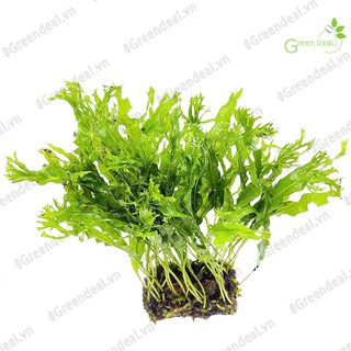 Cây thủy sinh Dương Xỉ Sừng Hươu | Microsorum Pteropus “Windelov”