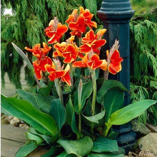 Hạt giống hoa chuối cảnh - tặng thêm gói hạt ngẫu nhiên