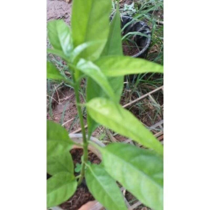 5 cây con khỉ, cây hoàn ngọc trắng