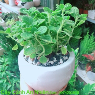 Chậu Cây Nhất Mạc Hương (Sen thơm)