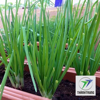 5gr hạt giống hành ta (hành hương) THANH TRUNG