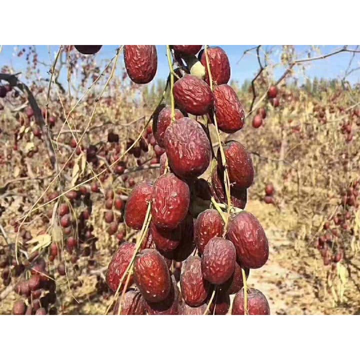 Táo đỏ Tân Cương loại 1, táo đỏ hữu cơ gói 200-500g
