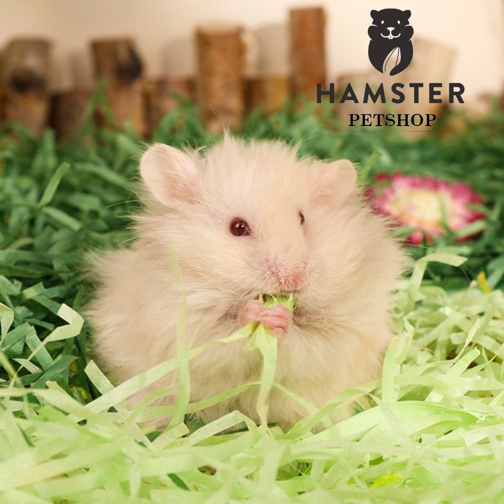 Giấy sợi làm ổ giữ ấm cho sóc , hamster