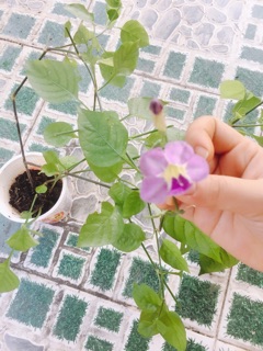 Ngót Nhật-ship 7 ngày