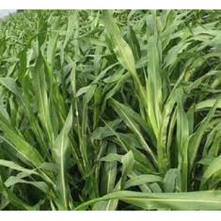 Gói 1 Lạng (100 gram) Hạt giống cỏ Sudan lai cao lương - cỏ ngô - cỏ chăn nuôi châu bò, gia súc lên mầm 99%