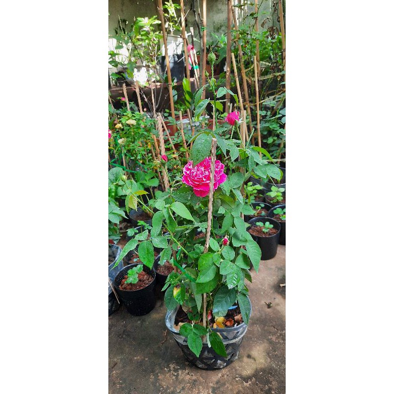 Hoa hồng chậu tường vi