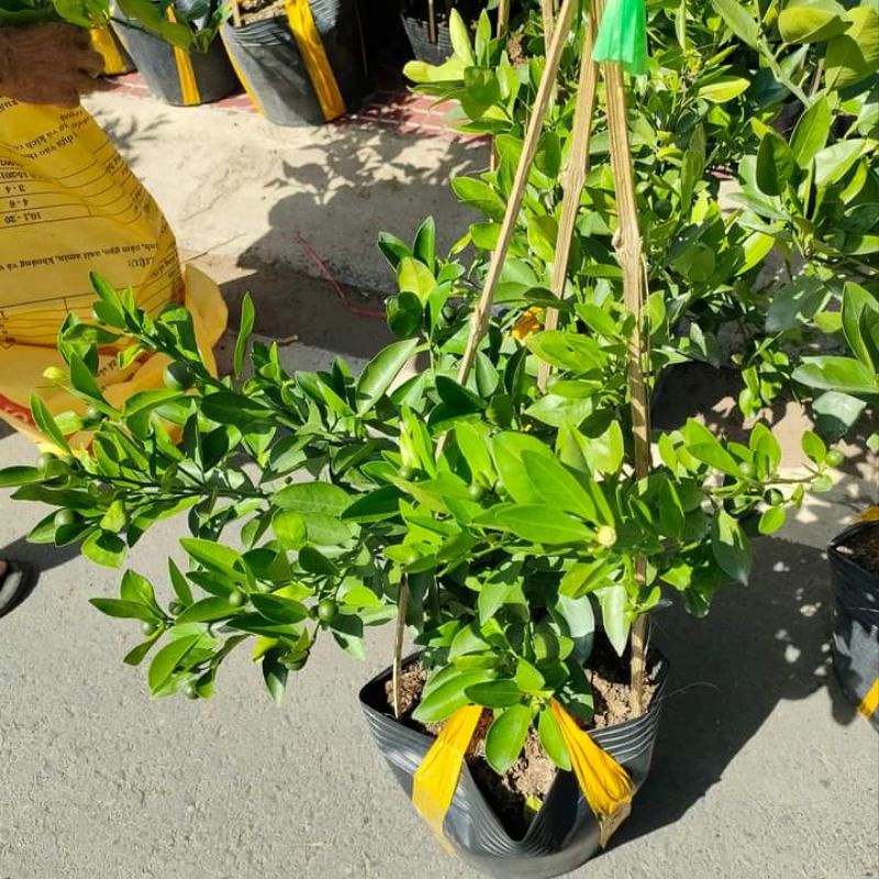 Cam xoàn đang trái