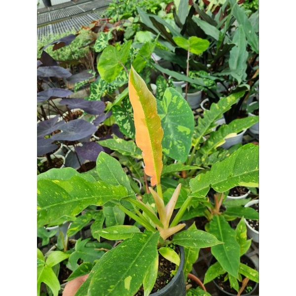 Philodendron ring of fire - cung đàng var