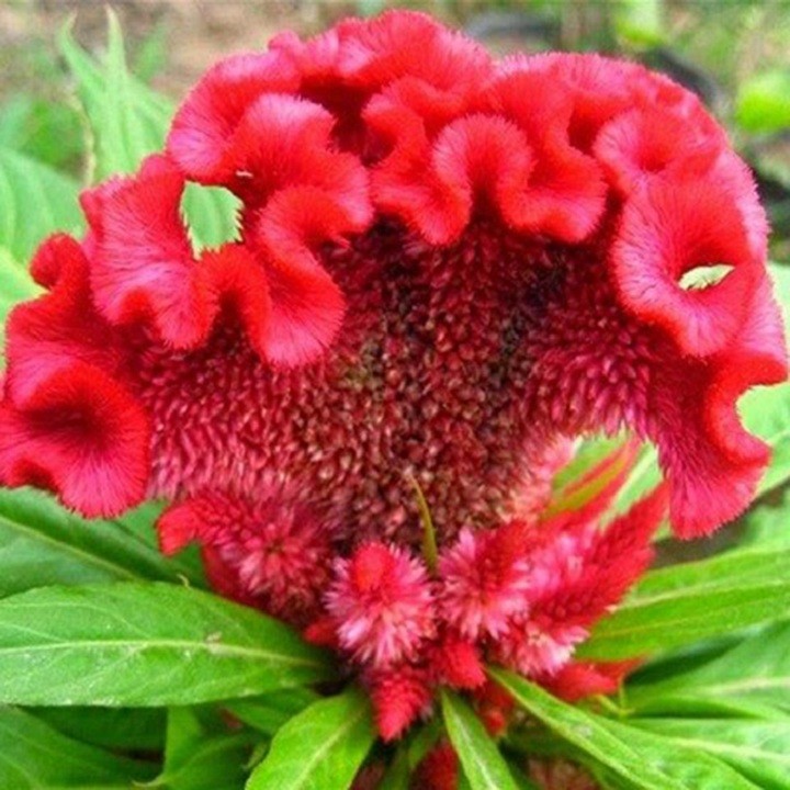 Hạt giống Hoa Mồng gà Búa cao màu hồng nhung - Gói 0,3 gram