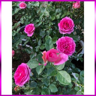 Hoa Hồng Lafont Rose
