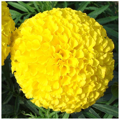 Hạt Hoa VẠN THỌ Lùn F1 màu vàng chanh HN-45 - Gói 20 hạt