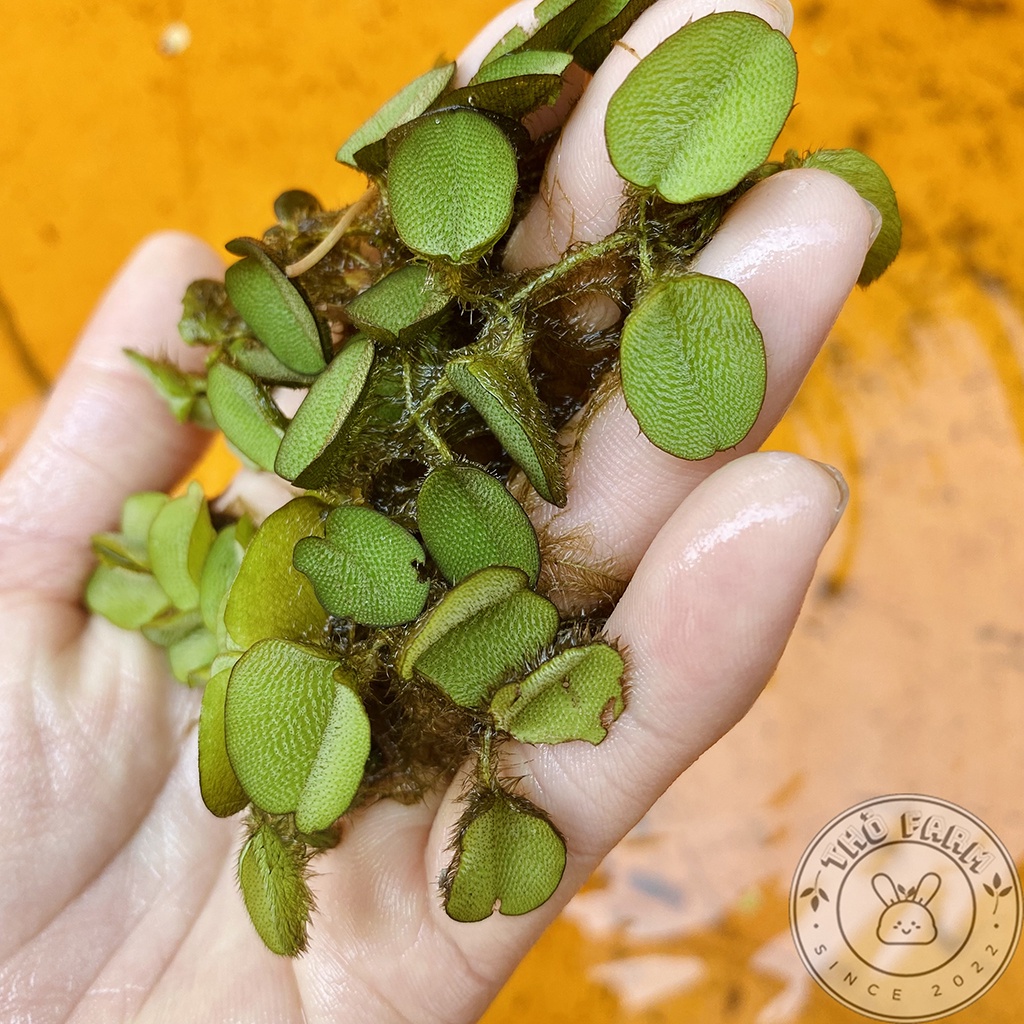 Bèo tai chuột  trang trí và lọc nước bể thủy sinh cá cảnh