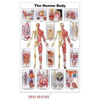 Tranh giải phẫu cơ thể người - The human body