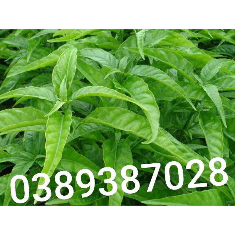 cây hoàng ngọc trắng,1kg
