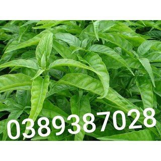 Cây hoàng ngọc trắng,1kg