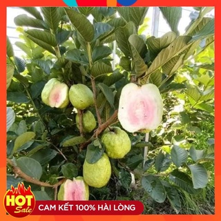 Cây giống ổi rubi thái lan ruột đỏ thơm ngon ít hạt, cây ghép 18 tháng có trái
