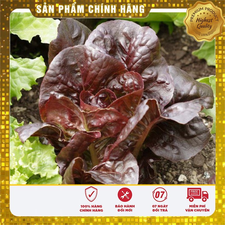 Hạt giống xà lách ROMAIN đỏ -0.2 gr