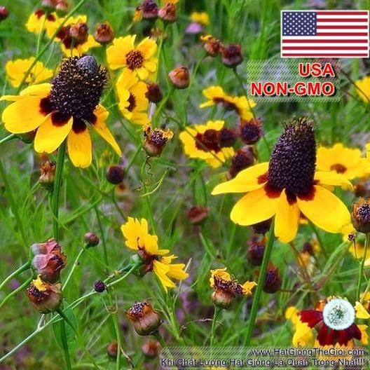 50h Hạt Giống Hoa Cúc Tâm Đen Rudbeckia Nón Mexico (C3.201| B27)