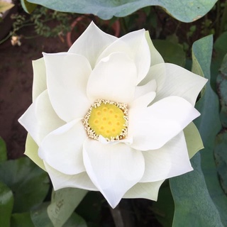 Hạt sen bạch tuyết