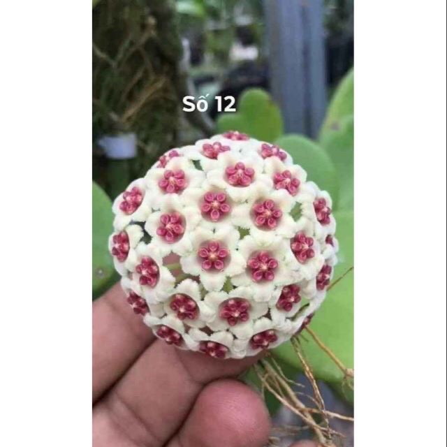 Giò hoa lan cẩm cù lá tim