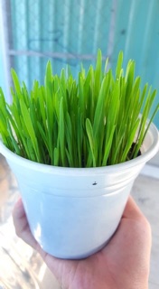 Hạt giống cỏ lúa mạch cho mèo 100g