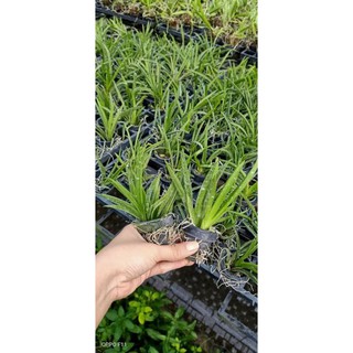 Hoa phong lan vũ nữ bút chì
