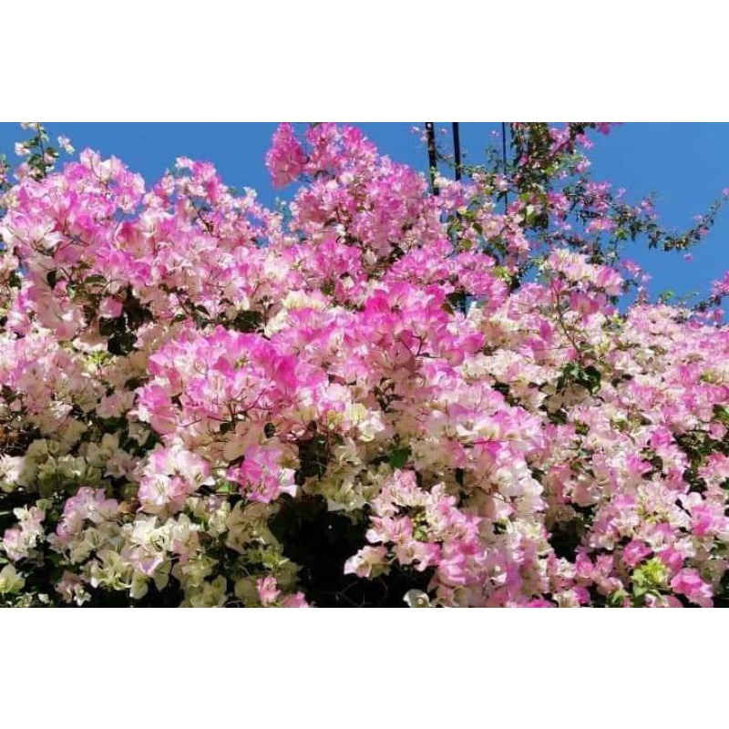 Hoa Giấy Phớt Hồng Sakura Như Ảnh - Free Ship