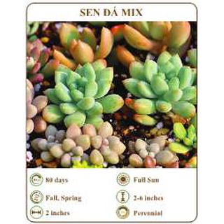 Hạt giống sen đá - THE XANH