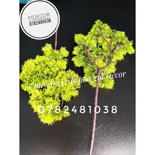Cành Tùng Làm Cây Trang Trí -PiDecor