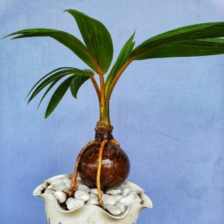 Dừa kiểng bonsai Bến Tre